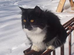 katt